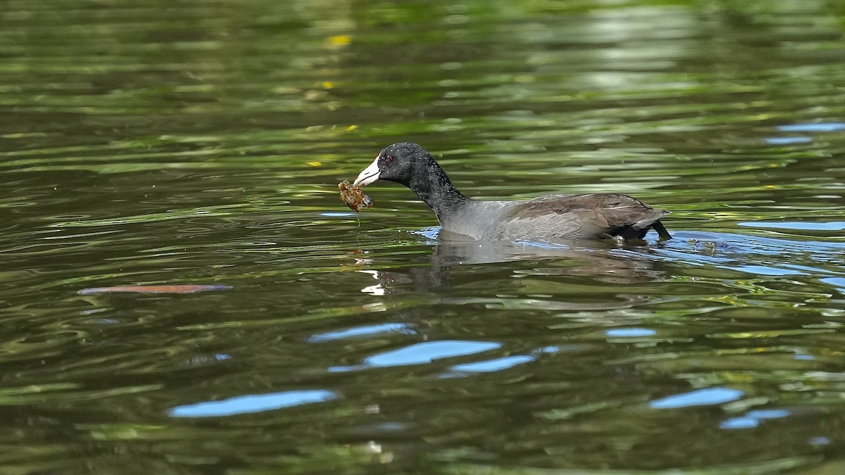 American Coot - Sunil Thirkannad