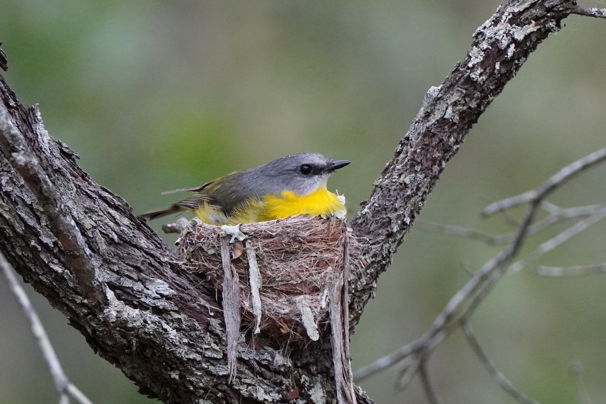 Eastern Yellow Robin - ML482291961