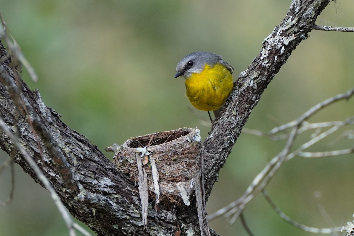 Eastern Yellow Robin - ML482291971