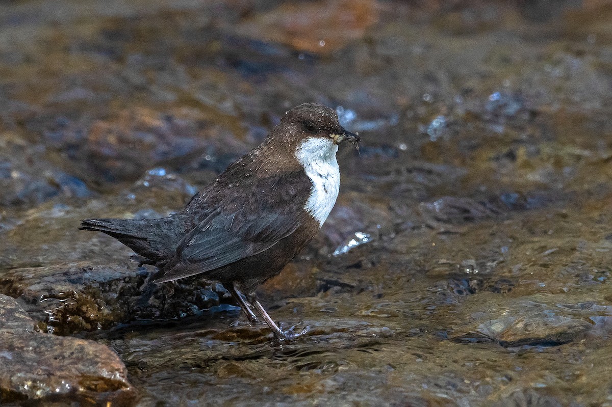 White-throated Dipper - ML482292591