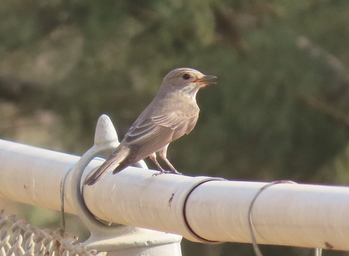 Spotted Flycatcher - ML482292971