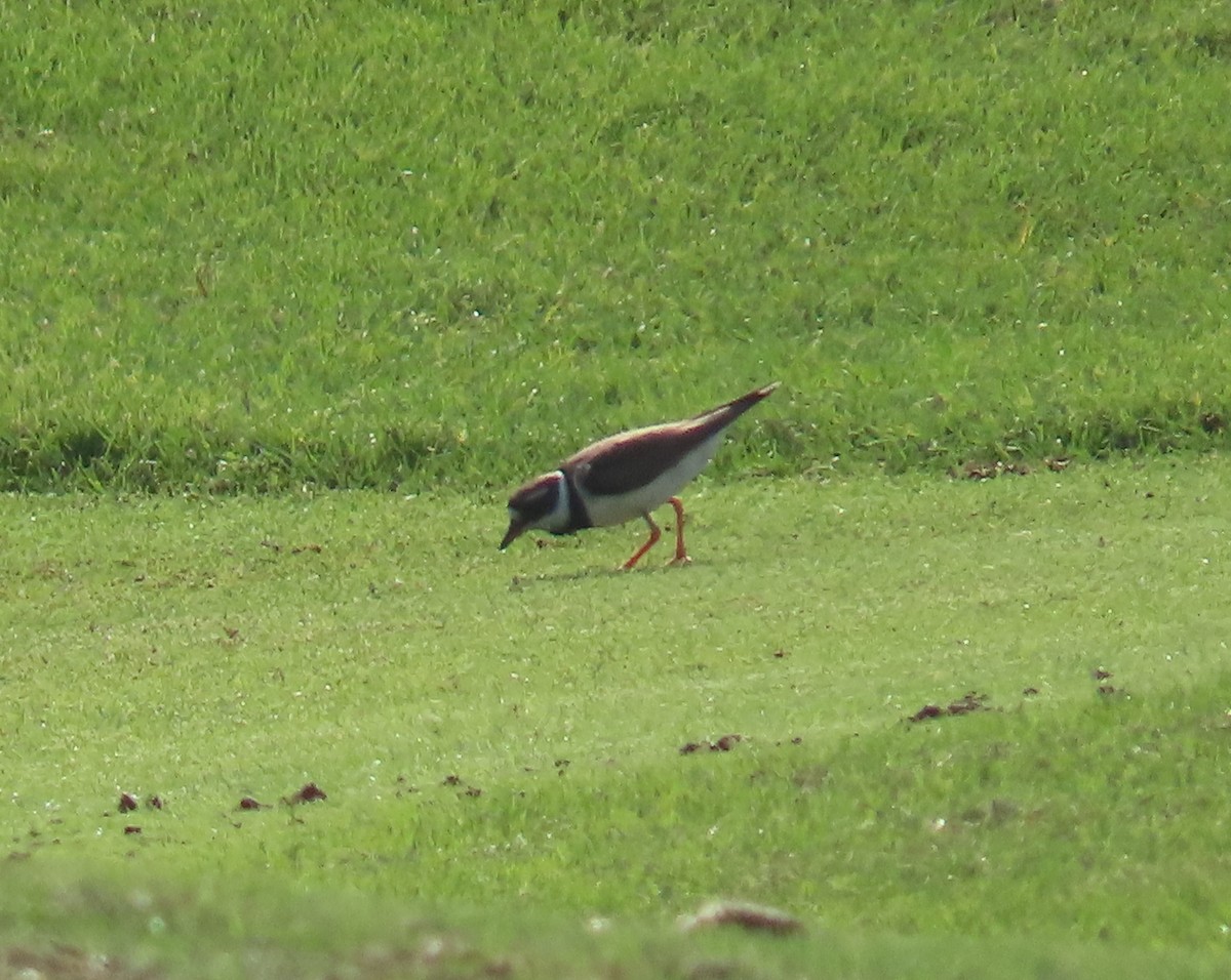 Common Ringed Plover - ML482293151