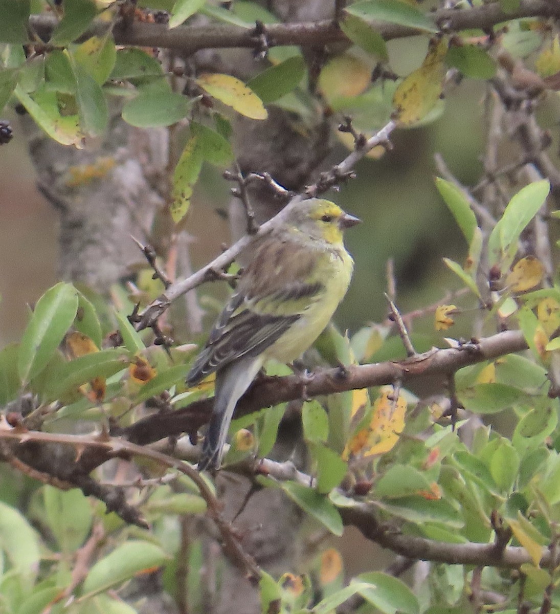 Corsican Finch - Luke Ozsanlav-Harris