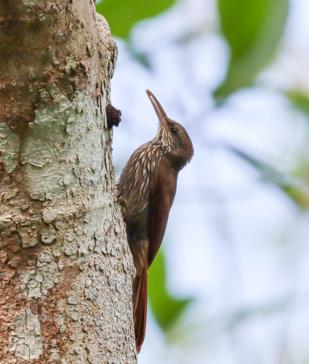 Dusky-capped Woodcreeper - ML482294661