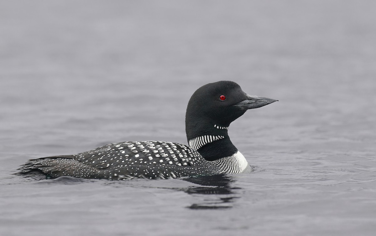 Common Loon - ML482295031