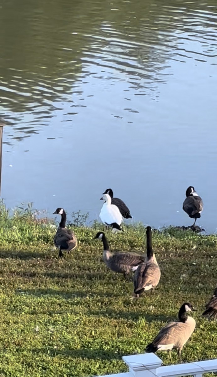 Snow Goose - ML482295081