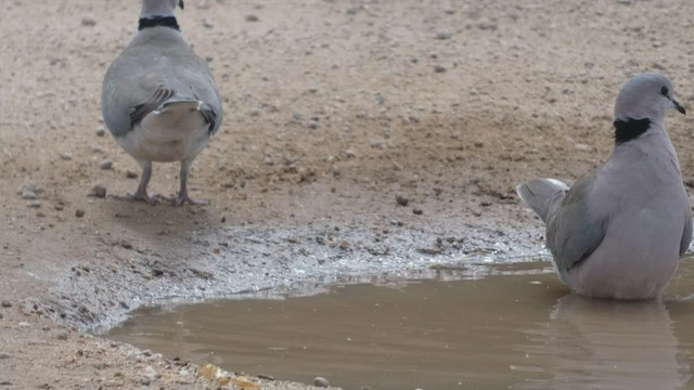 Ring-necked Dove - ML482295751