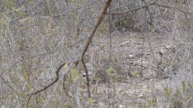 Buff-crested Bustard - ML482295801