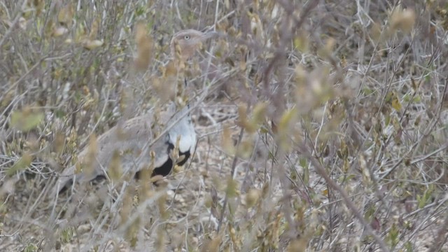 Buff-crested Bustard - ML482295811