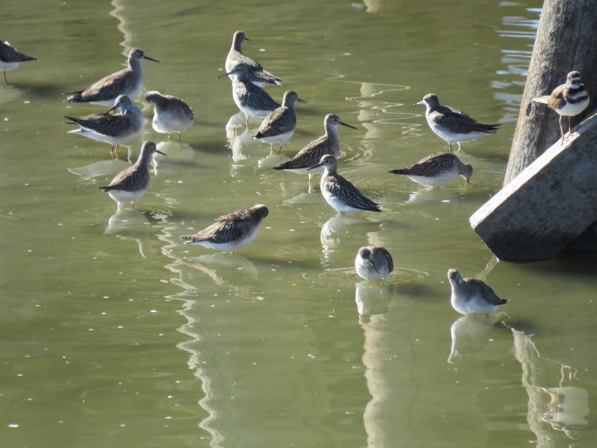 Greater Yellowlegs - ML482295861