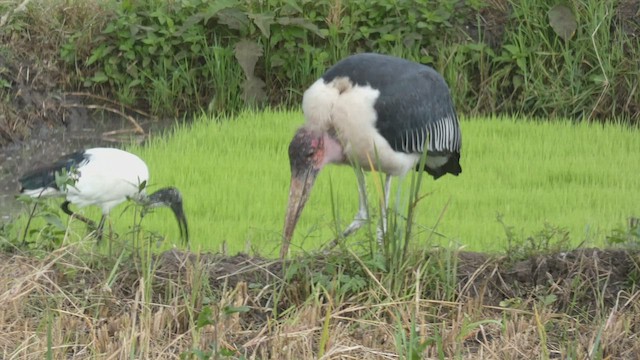 Marabou Stork - ML482295891