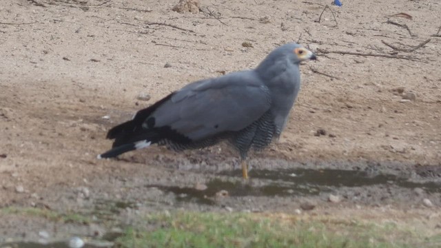 African Harrier-Hawk - ML482295911