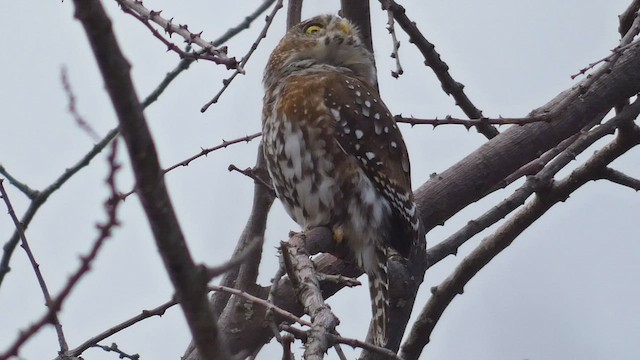 Pearl-spotted Owlet - ML482295931