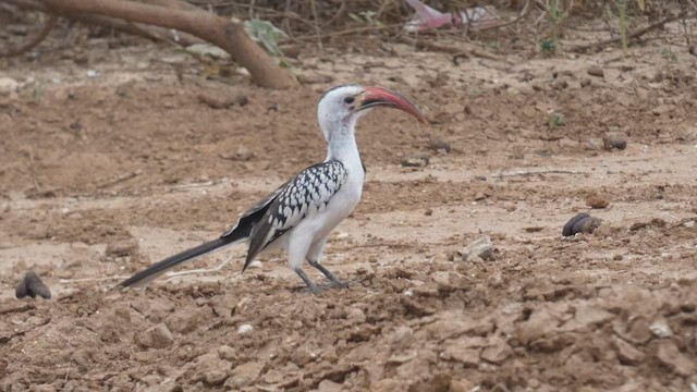 Northern Red-billed Hornbill - ML482295971