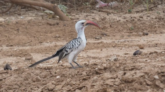 Northern Red-billed Hornbill - ML482295971