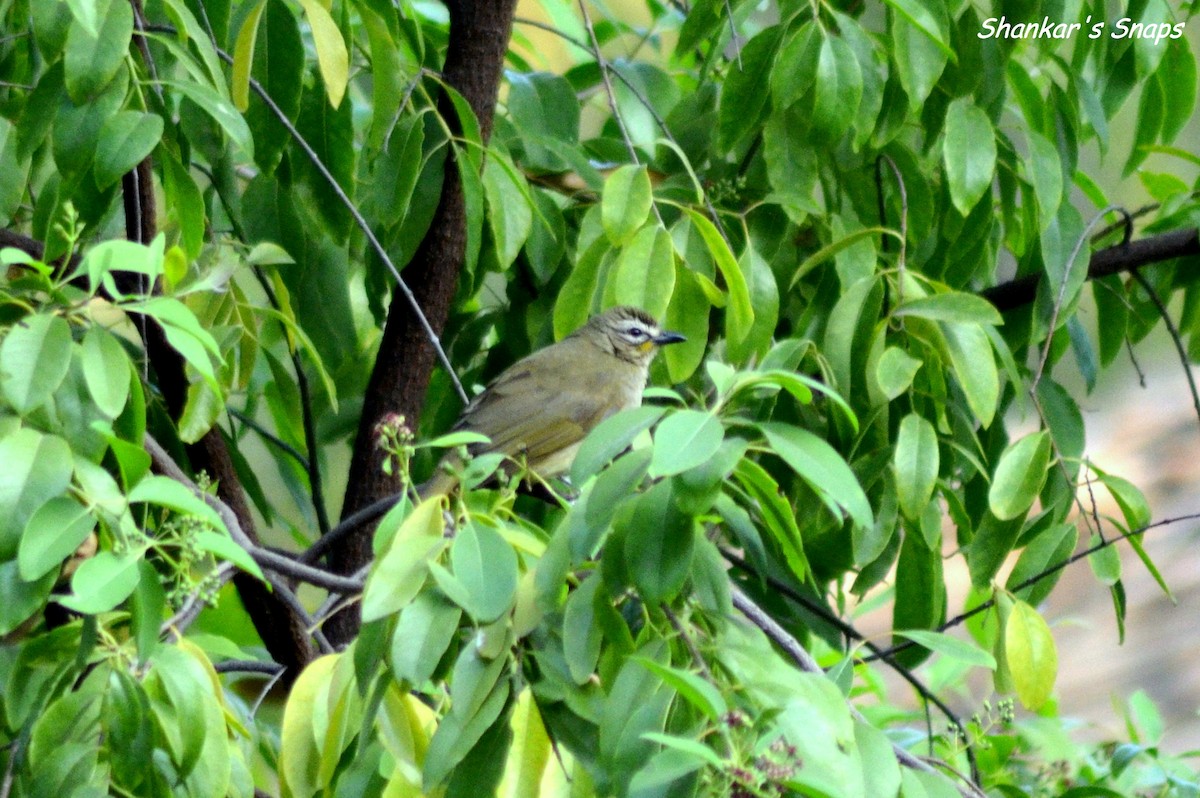 White-browed Bulbul - ML48229601