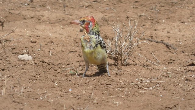 Sarı Kırmızı Barbet - ML482296031