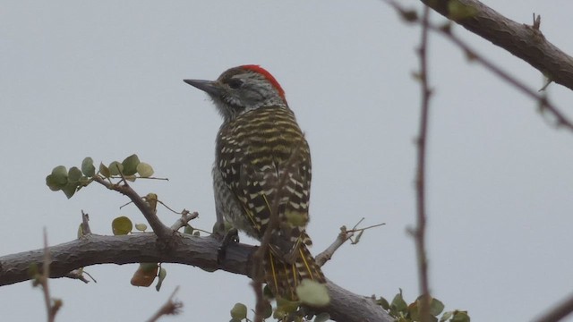 Cardinal Woodpecker - ML482296041