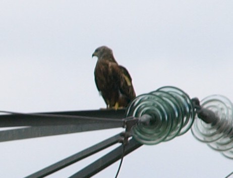 Black Kite - ML482296051