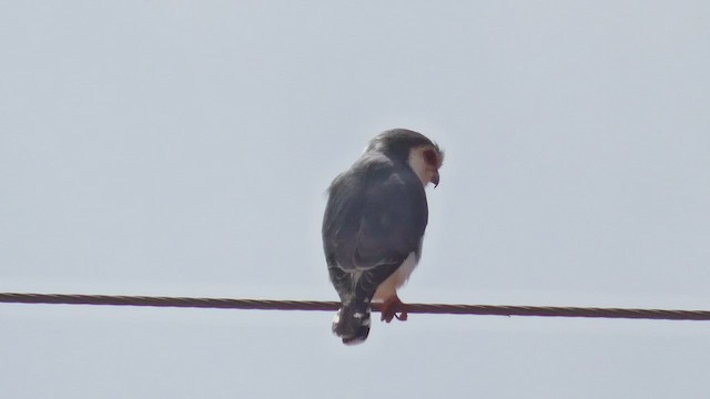 Pygmy Falcon - ML482296061