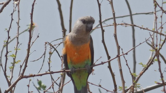 papoušek oranžovoprsý - ML482296091
