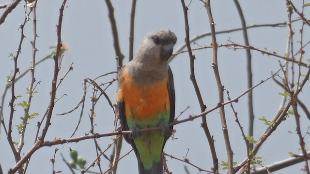 Red-bellied Parrot - ML482296091