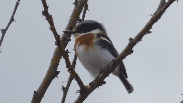 Pygmy Batis - ML482296121