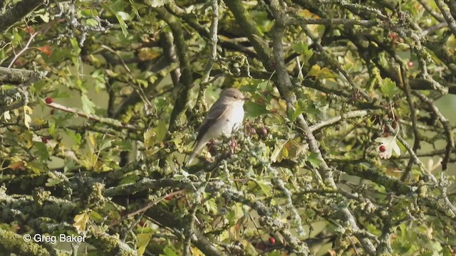 Spotted Flycatcher - ML482296171