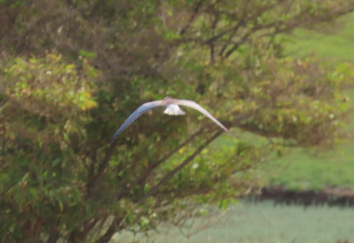 tern sp. - ML482296291