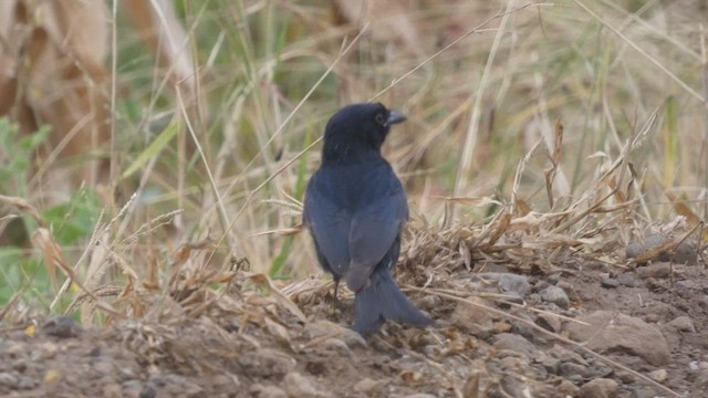 Drongo Ahorquillado - ML482296361