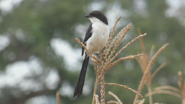 Long-tailed Fiscal - ML482296421