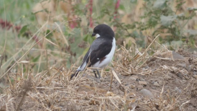 Pie-grièche à dos noir - ML482296451