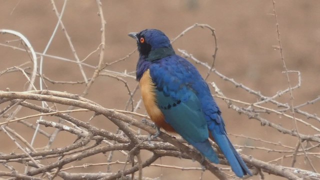 Hildebrandt's Starling - ML482296591