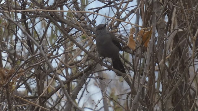 Southern Black-Flycatcher - ML482296911