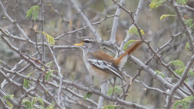 White-browed Scrub-Robin - ML482296971