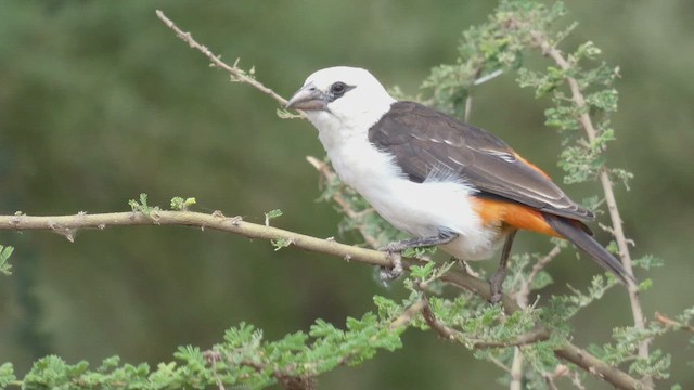 White-headed Buffalo-Weaver - ML482297061