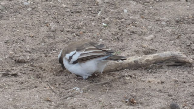 White-browed Sparrow-Weaver - ML482297151