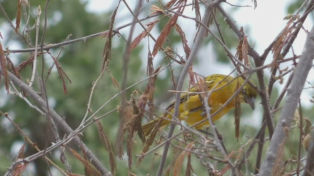 Holub's Golden-Weaver - ML482297191