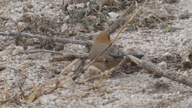 ムラサキトキワスズメ - ML482297271