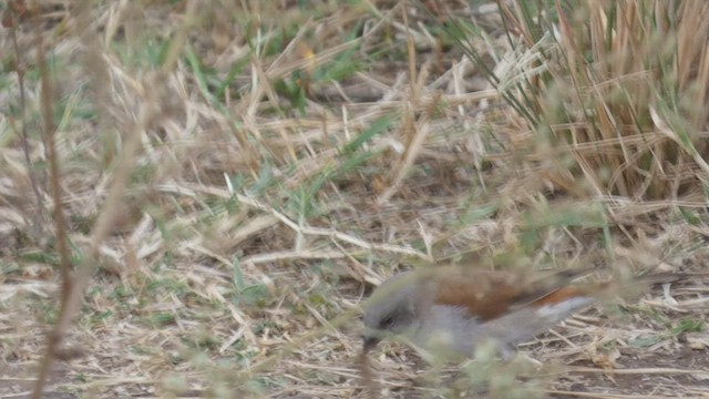 Northern Gray-headed Sparrow - ML482297551