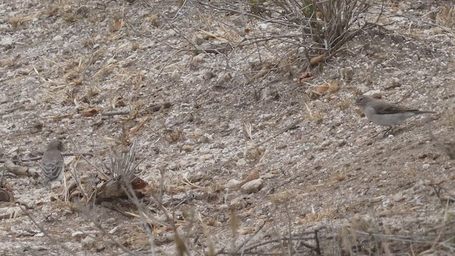 Yellow-spotted Bush Sparrow - ML482297591