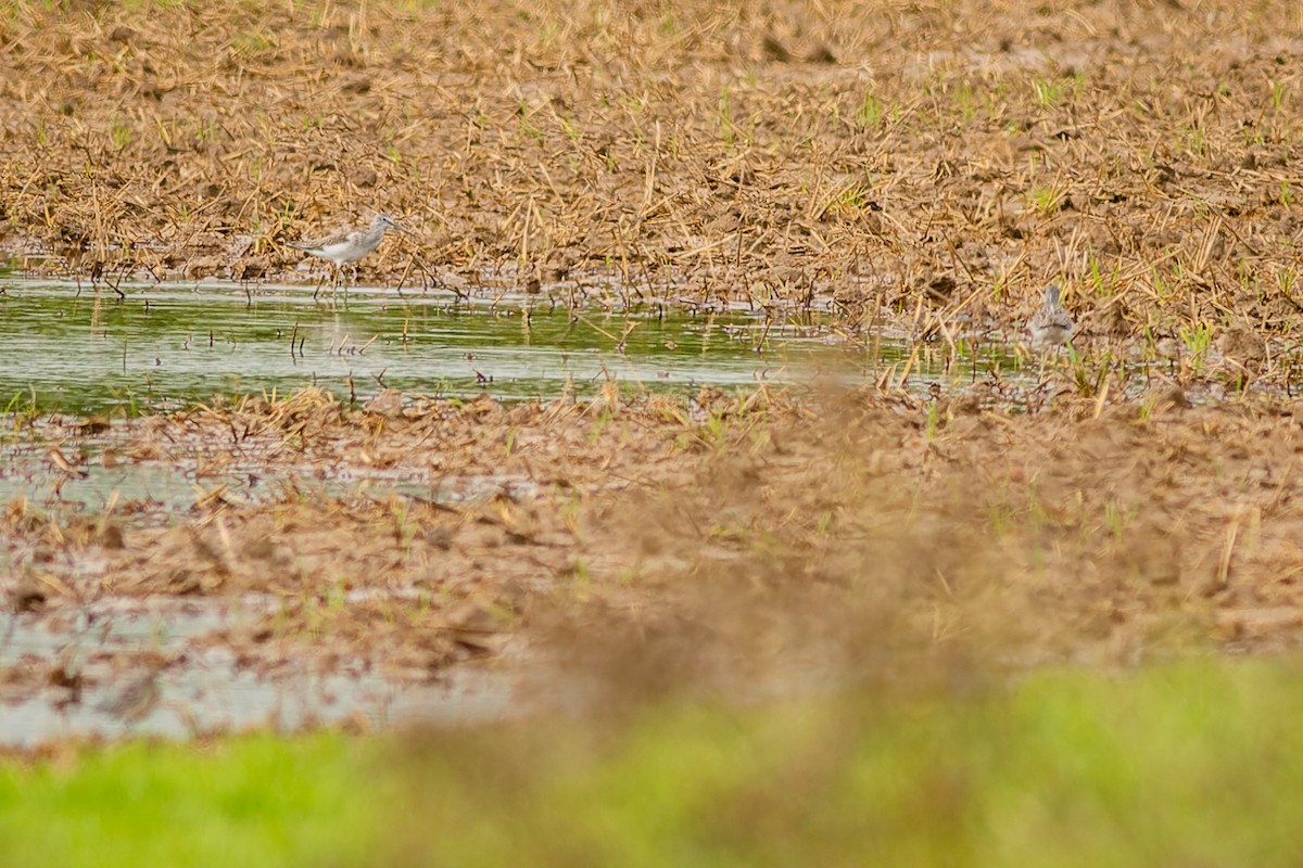 Common Greenshank - ML482300051