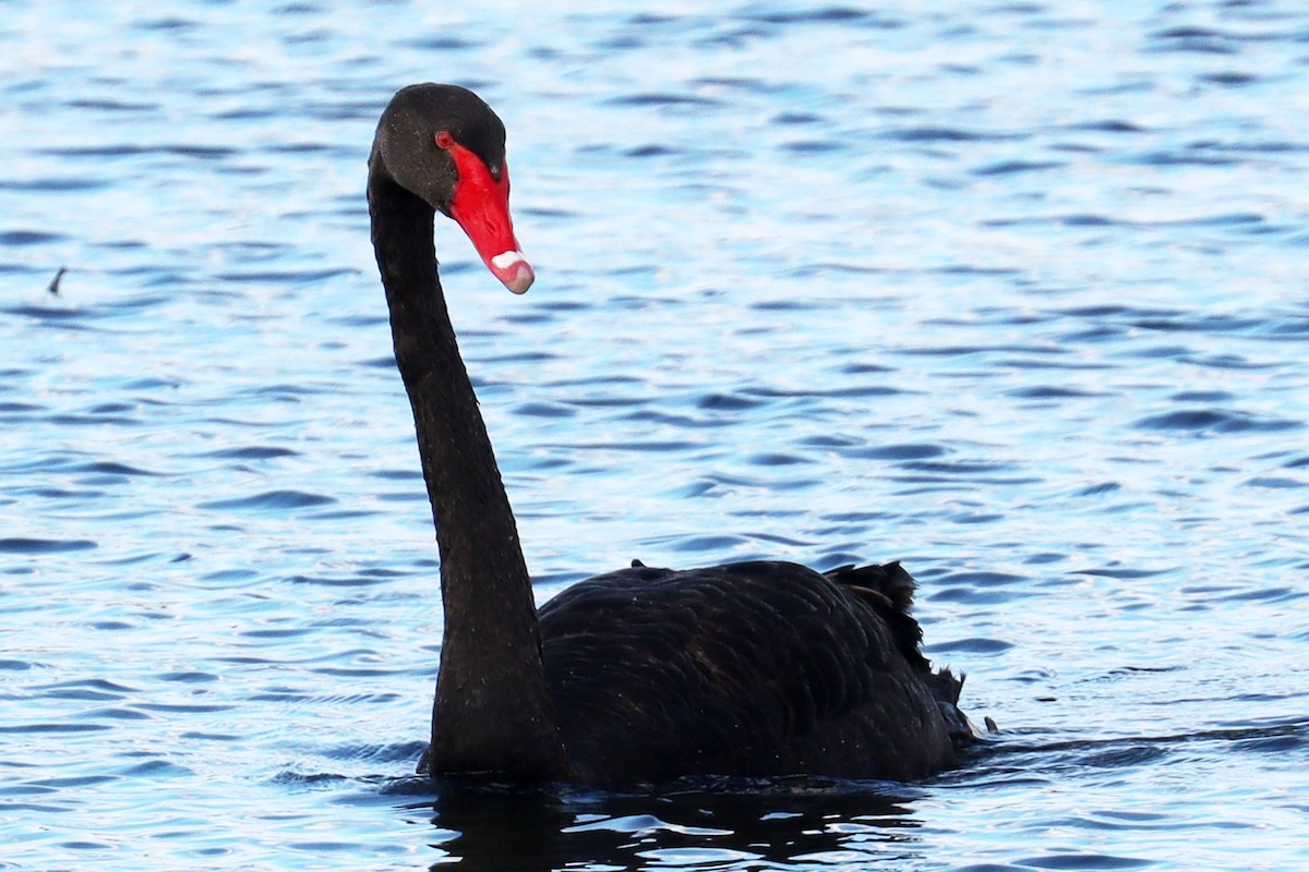 Black Swan - ML482300081