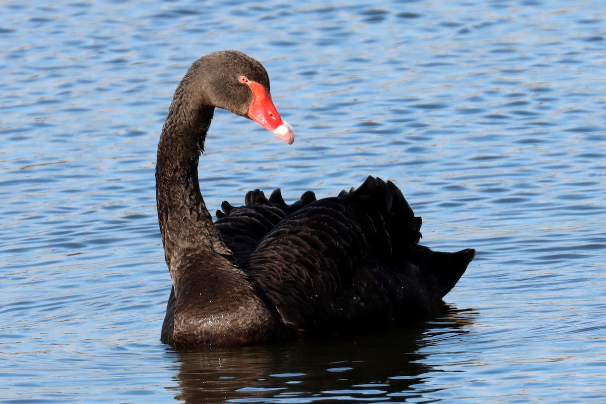 Black Swan - ML482300091
