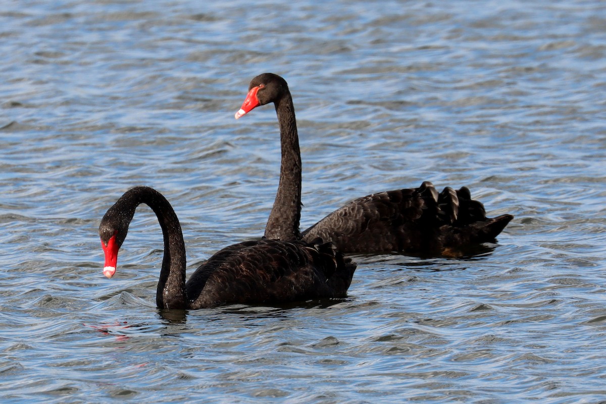 Black Swan - ML482300111