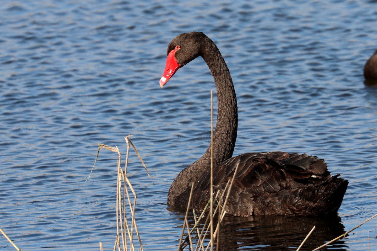 Black Swan - ML482300121