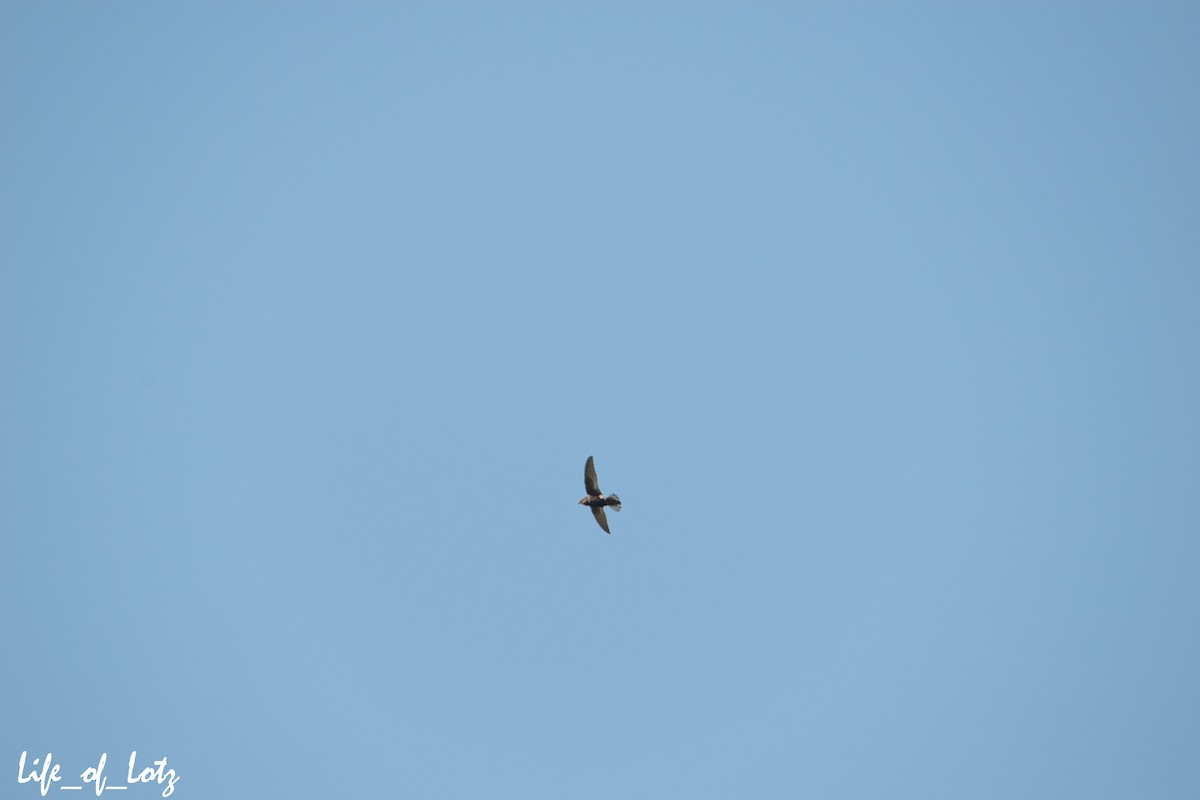 White-rumped Swift - ML482300391