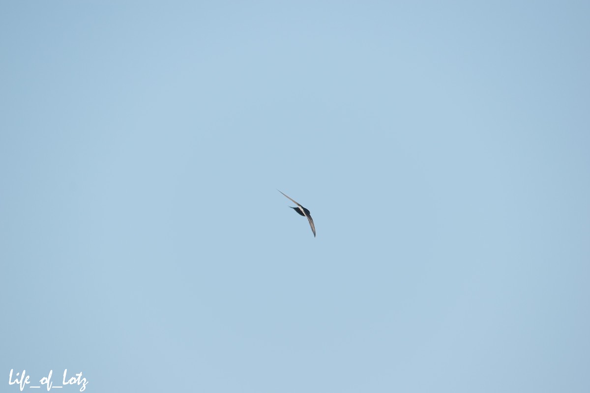 White-rumped Swift - ML482300421