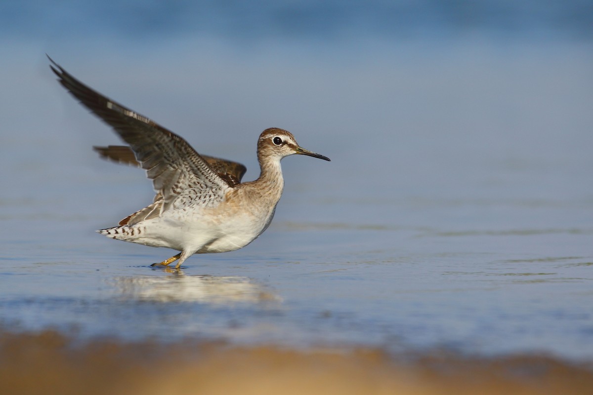 Bruchwasserläufer - ML482300751