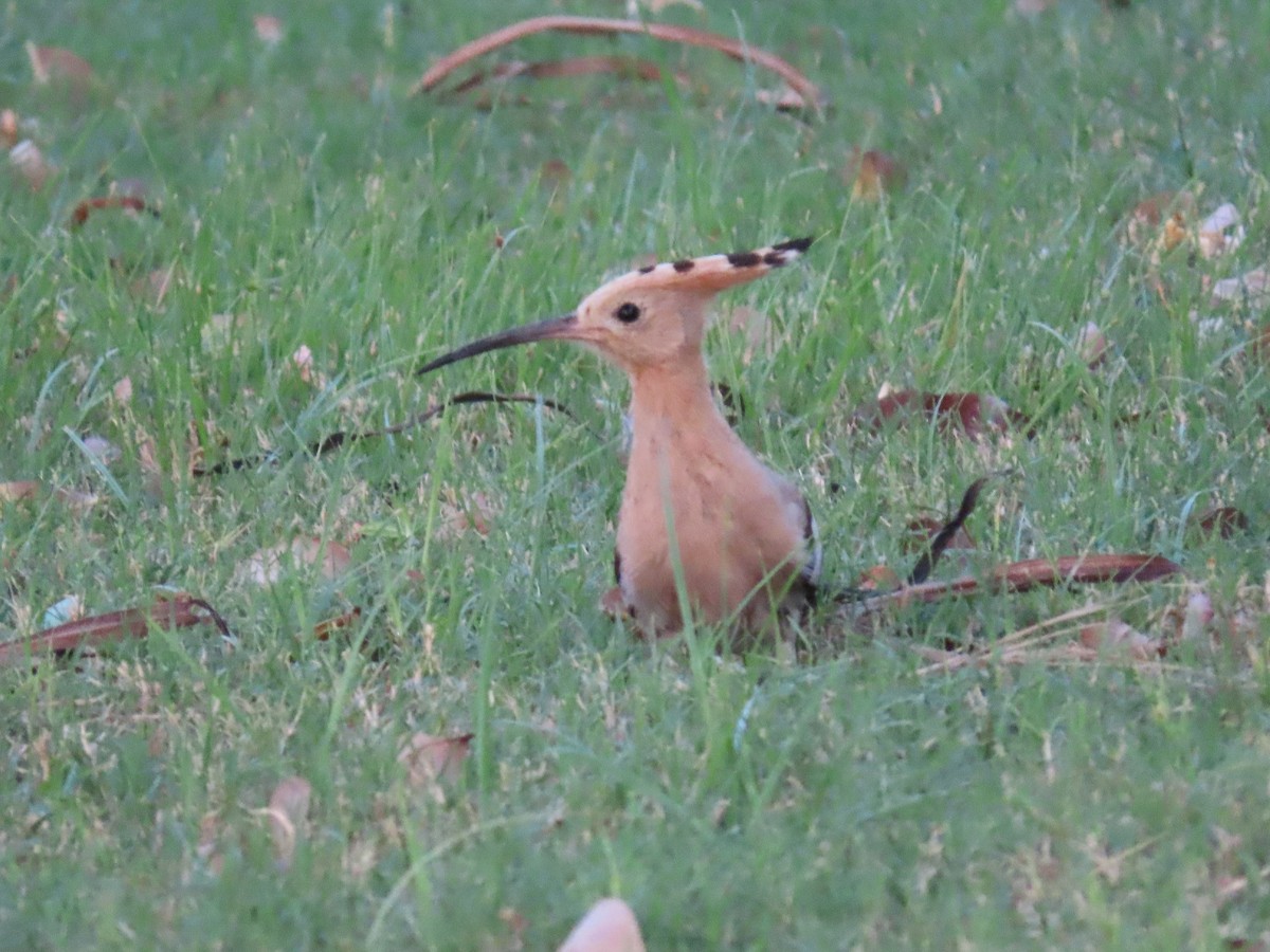 Eurasian Hoopoe - ML482300971